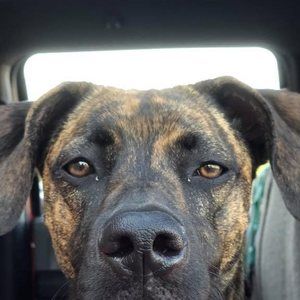 Meet your Posher, Adam